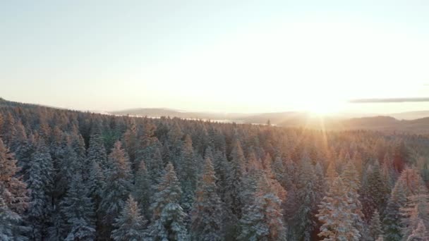 4k Вид с воздуха Перемещение быстро над снежным лесом в Каскадных горах на восходе — стоковое видео