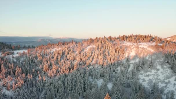 4k plano aéreo volando lejos de una ladera iluminada por el amanecer cubierta por árboles nevados — Vídeo de stock