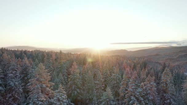 4k Luftaufnahme Umkreist einen erstaunlichen Sonnenaufgang über verschneiten Wäldern in der Nähe von Ashland — Stockvideo