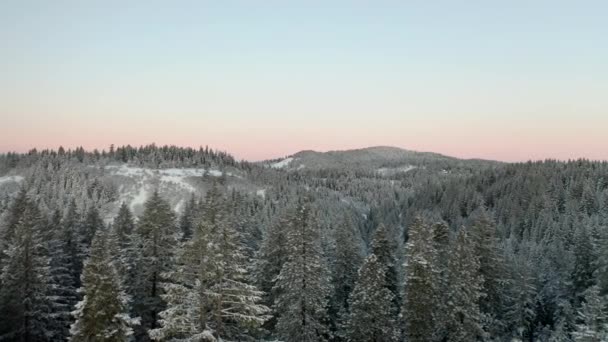 Rund um verschneite Bäume in einem Wald mit Kaskadenbergen im Hintergrund — Stockvideo