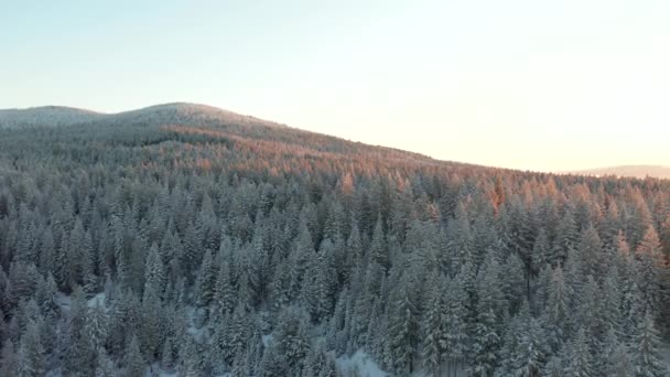 4k Widok z lotu ptaka Przesuwając się nad lasem Odsłaniając śnieżny wschód słońca — Wideo stockowe