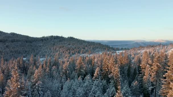 Visa Flygande över snöiga träd Toward Hilltop med stora berg som bakgrund — Stockvideo