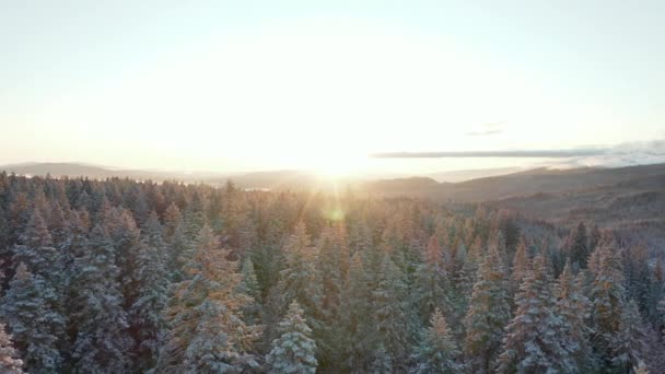 Långsamt cirkla över träd med en fantastisk soluppgång över bergen Peak — Stockvideo