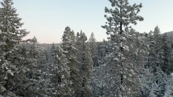 4k Luftaufnahmen über verschneiten Bäumen, die majestätische Berge am Horizont enthüllen — Stockvideo