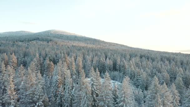 4k Flygfoto cirkla runt träd för att avslöja en stuga gömd i skogen — Stockvideo