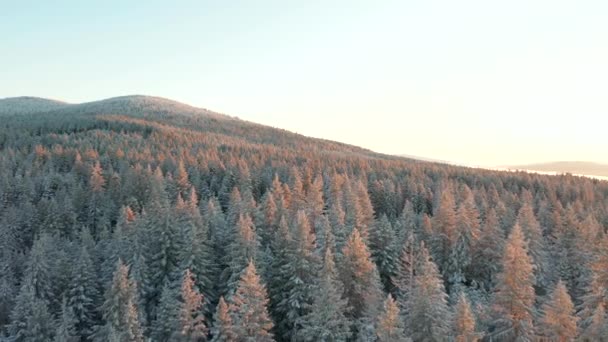 4k Flygfoto flyger över träd med fokus på spektakulär soluppgång över bergen — Stockvideo