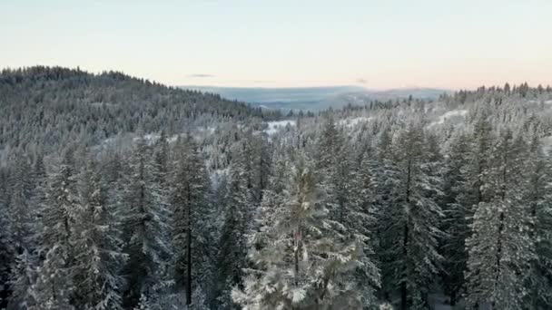 Visa Cirkling en trädtopp i snöig skog med kaskad bergen i bakgrunden — Stockvideo