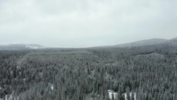 4k antenn som flyger över snöig skog med trädbeklädda berg i bakgrunden — Stockvideo