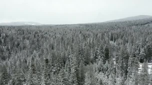 4k空中俯瞰以雪山为背景的白色森林 — 图库视频影像