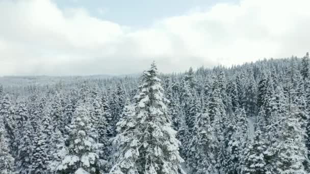 Περιστροφή γύρω από ένα δέντρο με ένα λευκό δάσος και συννεφιασμένο μπλε ουρανό στο παρασκήνιο — Αρχείο Βίντεο
