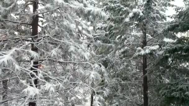 4k-Luftvideo, wie man auf einen schneebedeckten Baum klettert und einen atemberaubenden Blick auf einen Wald freigibt — Stockvideo