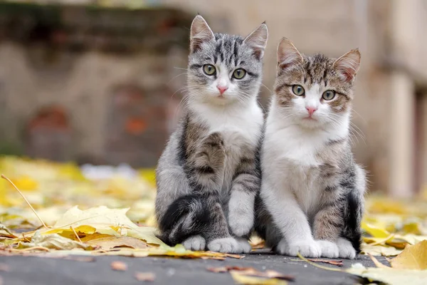 Två Små Grå Kattunge Med Vita Tassar Sittande Trottoaren Hösten — Stockfoto