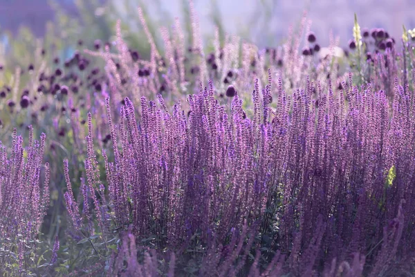 Perovskia Atriplicifolia Little Spire Violetta Blommor Tunna Stjã Lkar Med — Stockfoto