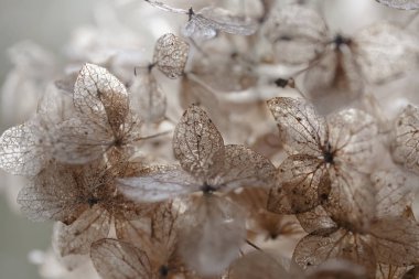 Kuru ortanca çiçekleri bulanık arkaplanı sarmalanmış güneş ışığıyla kapatır