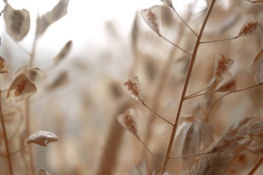 Shepherd 'ın cüzdanı, kuru çimen bezi ve bulanık arka planda tohumlar.