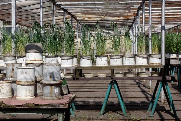 Cultivo Trigo Verde Recipientes Blancos Mesas Madera Invernadero —  Fotos de Stock