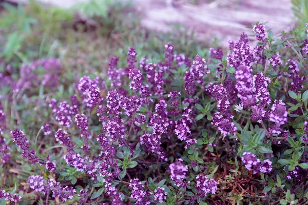 Fiori Viola Timo Crescono Appezzamento Terreno Con Erba Verde — Foto Stock