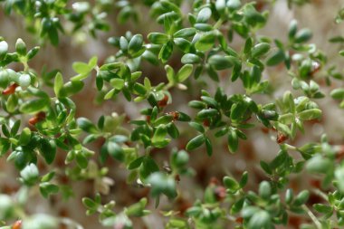 Tohumları yeşil yaprakların üzerine serpilmiş su teresi. Parlak güneş ışığı, üst manzara.