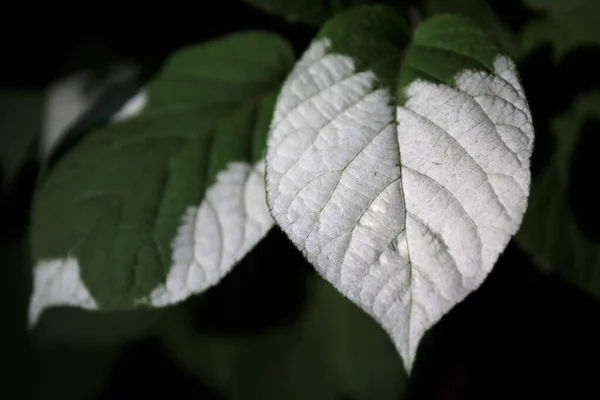 Plantas Hojas Variadas Hojas Color Verde Oscuro Con Manchas Blancas — Foto de Stock