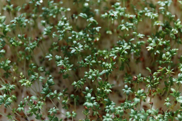 Grodda Krasse Frön Mikrogröna Odlar Groddar Super Mat Äta Rätt — Stockfoto