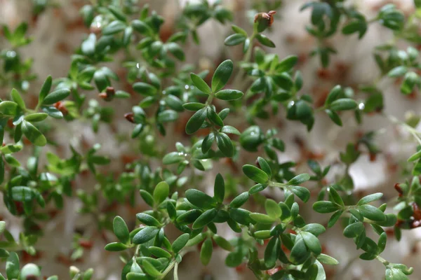 Groddar Vattenkrasse Sallad Superfood Kopiera Utrymme Närbild Vattenkrasse Sallad Mikrogröna — Stockfoto