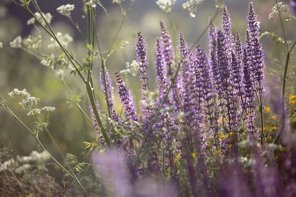 Salvia Silvestre Arcilla Balcánica Flores Púrpuras Sobre Tallos Largos Salvia —  Fotos de Stock