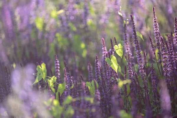 Flores Púrpuras Sabio Del Bosque Clario Balcánico Tallos Largos Salvia —  Fotos de Stock