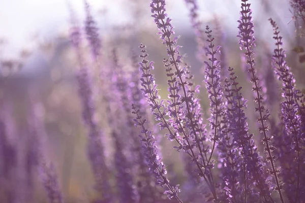 Salvia Silvestre Arcilla Balcánica Flores Púrpuras Sobre Tallos Largos Salvia —  Fotos de Stock