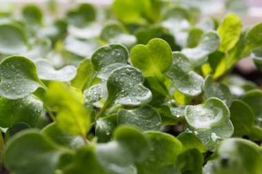 Arugula. Genç yeşil roket yaprakları, çiğ damlaları ile
