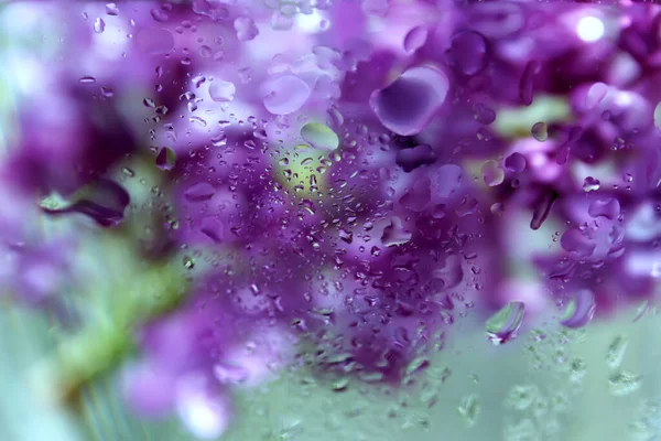 Flores Lilás Através Gotas Gotejantes Vaso Vidro Com Água Resumo — Fotografia de Stock