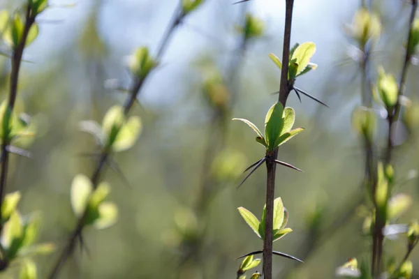 Vassa Törnen Grenarna Buske Med Gröna Blad Våren Närbild — Stockfoto