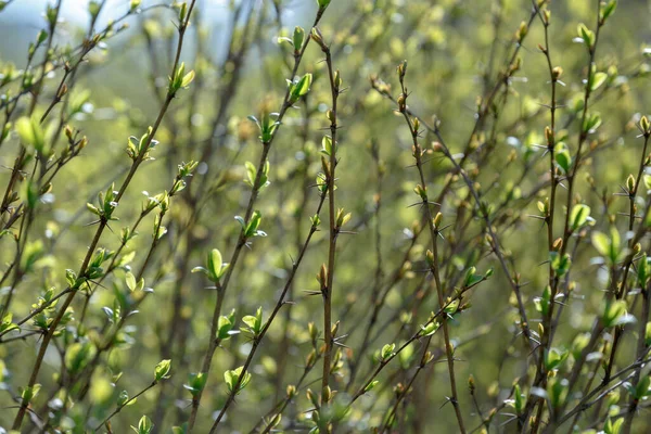 Vassa Törnen Grenarna Tät Buske Med Unga Gröna Blad Våren — Stockfoto