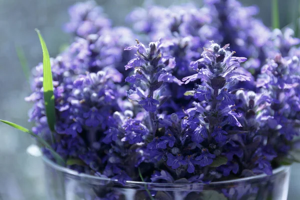 Reptiles Ajuga Corneta Corneta Azul Flores Azules Con Una Hoja —  Fotos de Stock