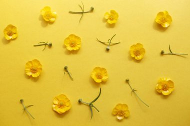 Small yellow flowers and Buttercup buds on a yellow background. Floral bright background, top view clipart
