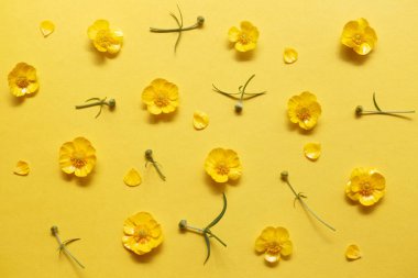 Small yellow flowers and Buttercup buds on a yellow background. Floral bright background, closeup, top view. Repeating pattern, decorative ornament clipart