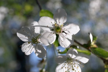 Parlak bir ışıkta üç beyaz kiraz çiçeği. Stamens ve Pistils yakın plan. Makrofotoğrafçılık