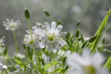 Bahar çiçekleri Stellaria holostea beyaz yakın plan. Greater Stitchwort 'un beyaz çiçekleri yakın plan.