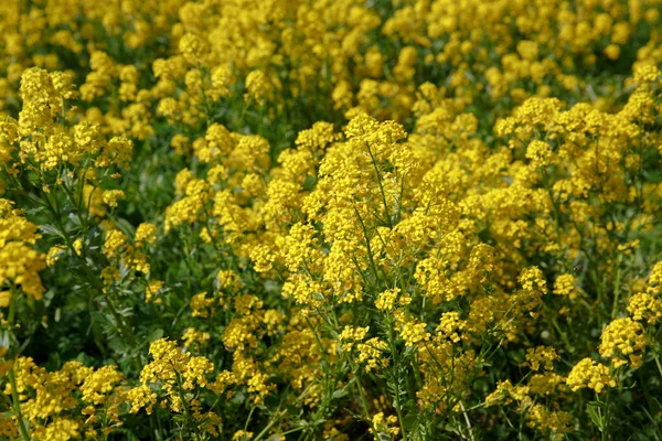 黄色的冬季花冠 Barbarea庸俗 黄色火箭 冬季或黄色 或受伤的火箭开花 — 图库照片