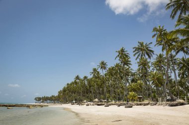 Palm trees in Porto de Galinhas, Recife, Pernambuco - Brazil