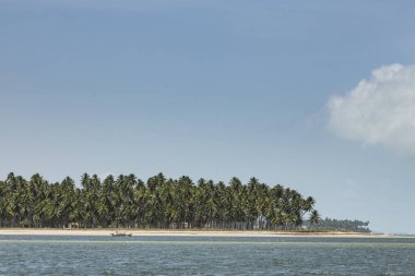 Palm trees in Porto de Galinhas, Recife, Pernambuco - Brazil