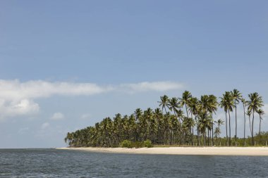 Palm trees in Porto de Galinhas, Recife, Pernambuco - Brazil