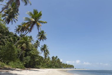Palm trees in Porto de Galinhas, Recife, Pernambuco - Brazil