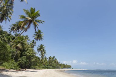 Palm trees in Porto de Galinhas, Recife, Pernambuco - Brazil