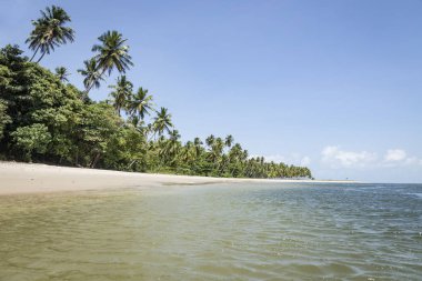 Palm trees in Porto de Galinhas, Recife, Pernambuco - Brazil