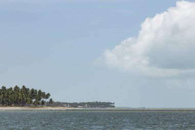 Palm trees in Porto de Galinhas, Recife, Pernambuco - Brazil