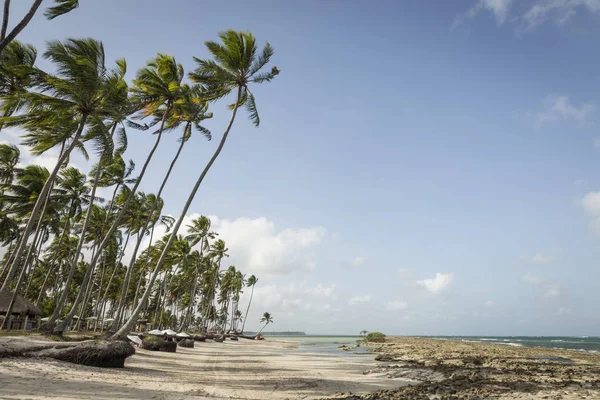 Palm trees in Porto de Galinhas, Recife, Pernambuco - Brazil — Stock Photo, Image