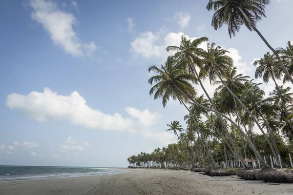 Palme a Porto de Galinhas, Recife, Pernambuco - Brasile — Foto Stock