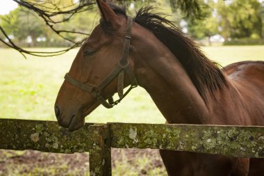 bir açık çim alanda atların portre