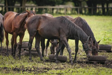 Bir açık çim sahası içinde atlar