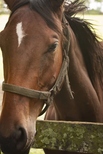 bir açık çim alanda atların portre